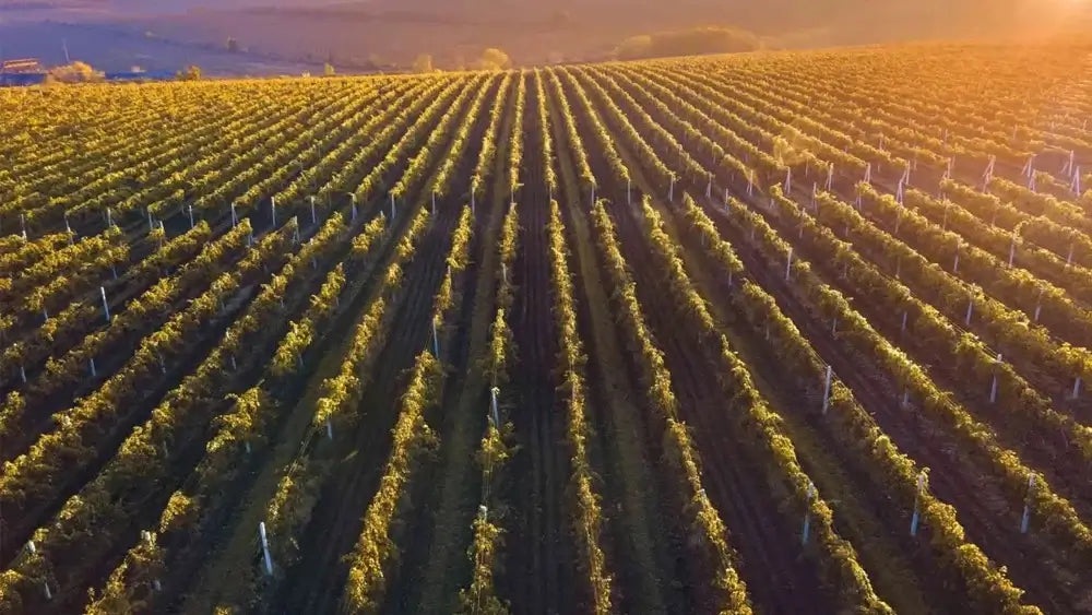 Domaine de Bellene